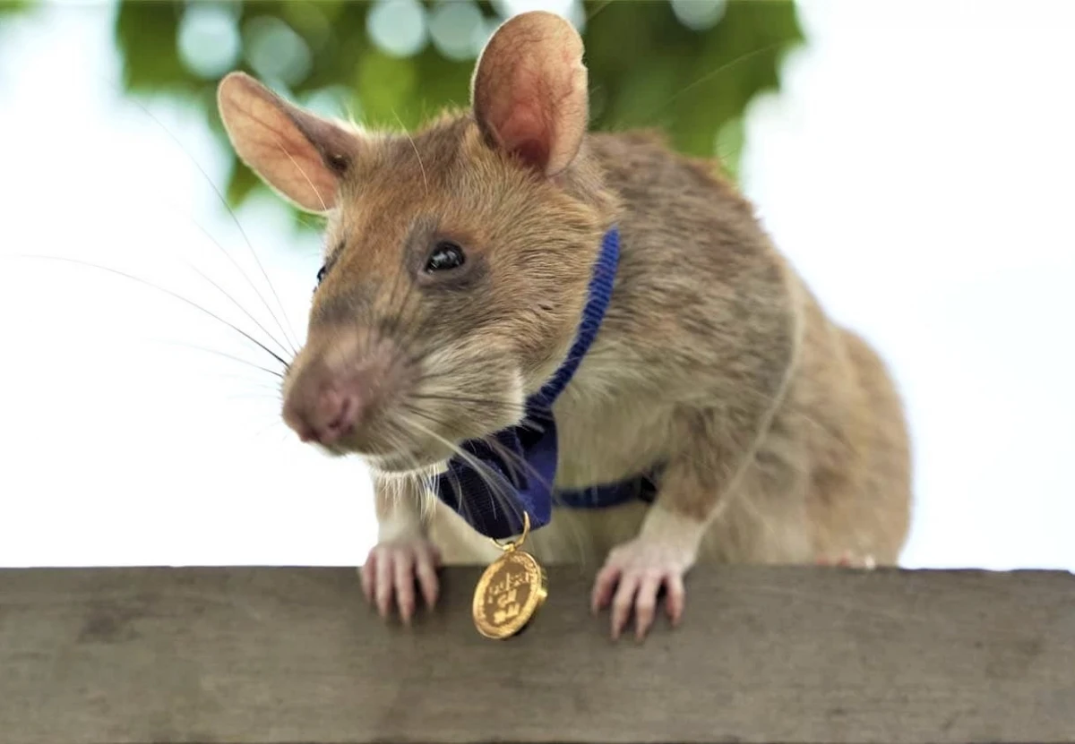 Có công lớn trong việc dò mìn, chú chuột Magawa được PDSA trao tặng Huy chương Vàng.