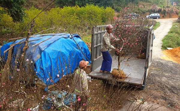 Giáp Tết Nguyên đán, các vườn đào ở Xuân Quang đua nhau khoe sắc. Đào trồng ở đất Xuân Quang được các nhà vườn chăm sóc rất tỷ mỷ nên hoa sai và màu sắc rực rỡ. Trong vườn có những cây đào cổ thụ cả vài chục năm tuổi. Bắt đầu từ ngày 20 tháng Chạp có nhiều du khách đến du xuân và mua đào về chơi tết. Nhiều du khách chọn đào chơi tết rất cẩn thận. Khi khách ưng ý, nhà vườn sẽ dùng thuổng bứng đào lên, buộc gốc và chuyển đến địa chỉ khách yêu cầu. Đào được chuyển đến nhà khách mua bằng ô tô. Hoặc chở lên chợ hoa trên thành phố Lào Cai để bày bán. Một lượng lớn đào Xuân Quang được bày bán tại chợ hoa xuân thành phố Lào Cai mang thêm sắc xuân cho thành phố.