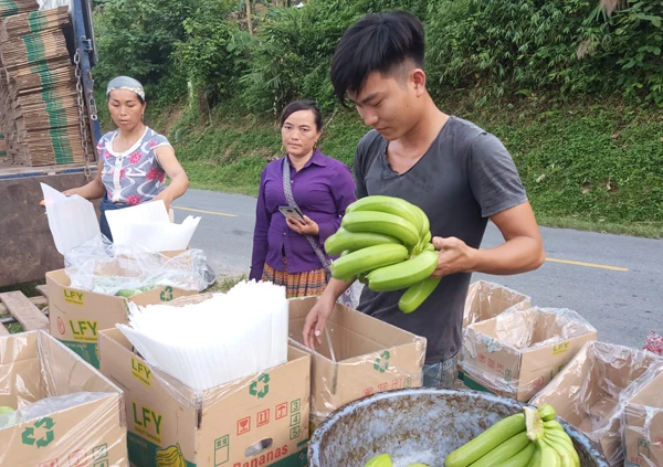 Người dân huyện Mường Khương thu hoạch, dán nhãn cho quả chuối xuất khẩu chính ngạch.