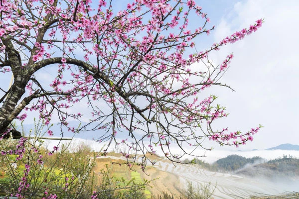 Sắc xuân vùng cao. Ảnh: PHẠM BẰNG