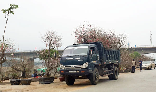 Giáp Tết Nguyên đán, các vườn đào ở Xuân Quang đua nhau khoe sắc. Đào trồng ở đất Xuân Quang được các nhà vườn chăm sóc rất tỷ mỷ nên hoa sai và màu sắc rực rỡ. Trong vườn có những cây đào cổ thụ cả vài chục năm tuổi. Bắt đầu từ ngày 20 tháng Chạp có nhiều du khách đến du xuân và mua đào về chơi tết. Nhiều du khách chọn đào chơi tết rất cẩn thận. Khi khách ưng ý, nhà vườn sẽ dùng thuổng bứng đào lên, buộc gốc và chuyển đến địa chỉ khách yêu cầu. Đào được chuyển đến nhà khách mua bằng ô tô. Hoặc chở lên chợ hoa trên thành phố Lào Cai để bày bán. Một lượng lớn đào Xuân Quang được bày bán tại chợ hoa xuân thành phố Lào Cai mang thêm sắc xuân cho thành phố.