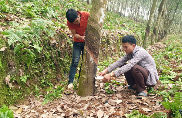 Hàng trăm ha cao su trên địa bàn tỉnh đã cho khai thác mủ.
