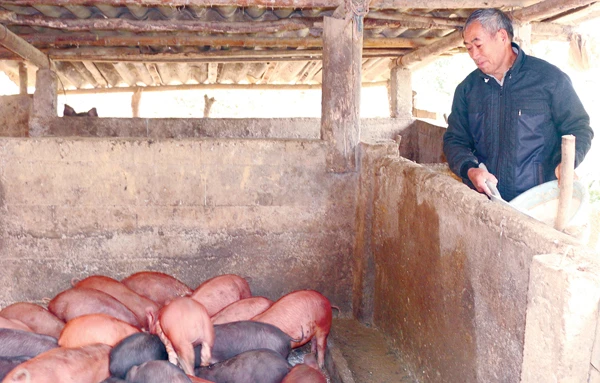 Nông dân huyện Mường Khương tích cực phát triển kinh tế.