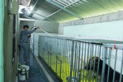 Chuồng trại luôn được anh Sơn vệ sinh sạch sẽ để chó tránh lây nhiễm bệnh.