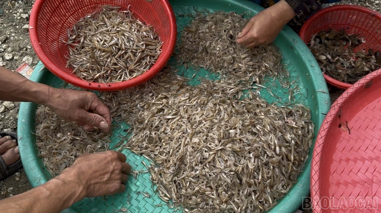 Gia đình ông Lập tỉ mỉ phân loại cá bống, tôm để bán tại các chợ ven hồ.