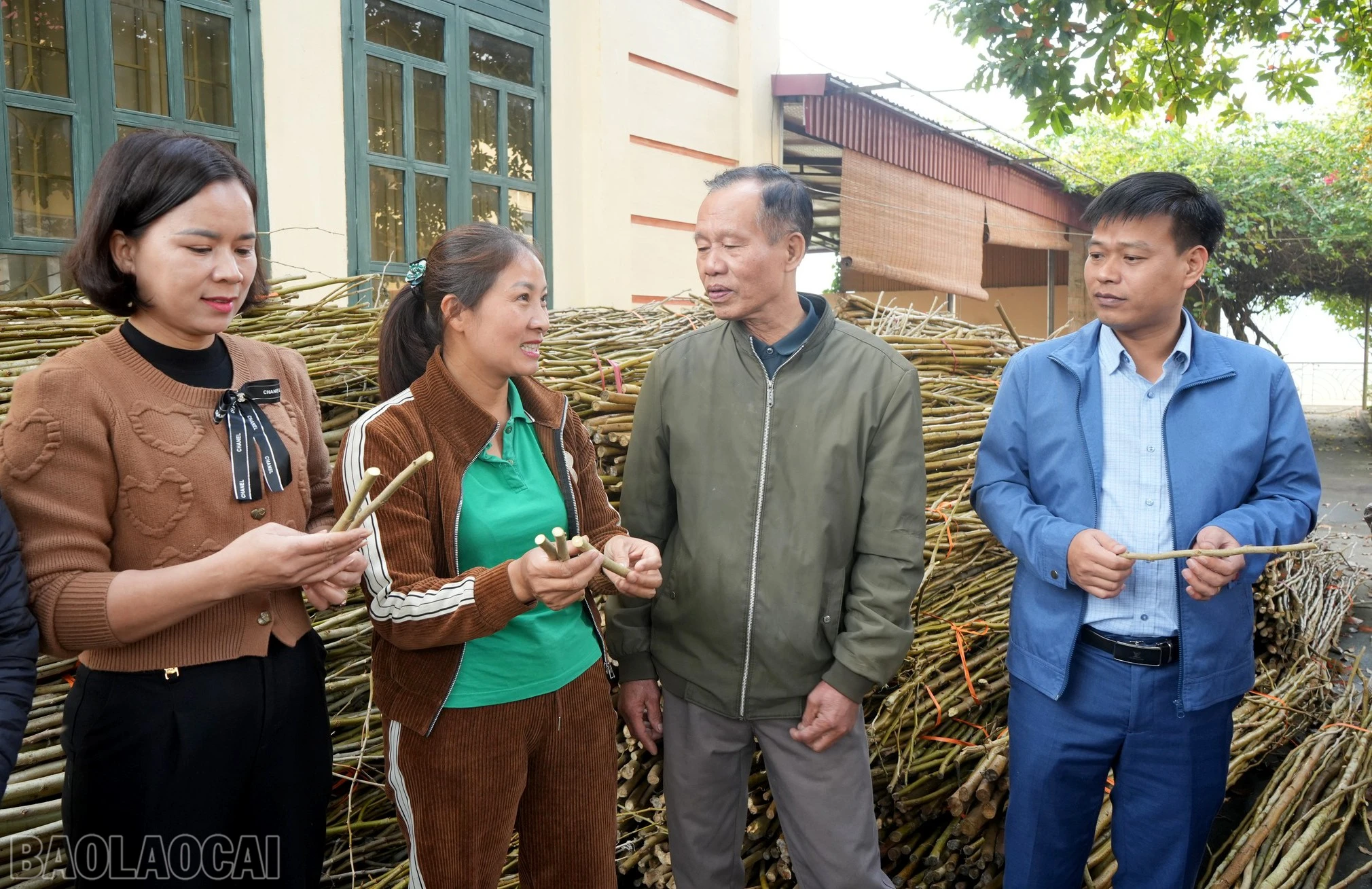 baolaocai-bl_hotrogiongdau.jpg