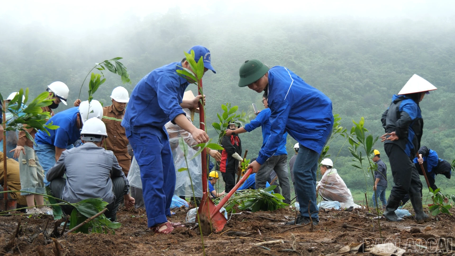 baolaocai-br_trong-cay-cn00-03-01-15still005.png