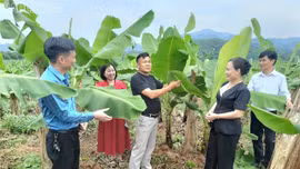 Khi nông dân sát cánh làm giàu