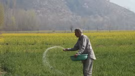 Nông dân Nam Á lao đao vì cú sốc phân bón do khủng hoảng Hormuz