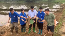 Việt Hồng trồng thử nghiệm các giống sen mới