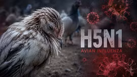 Lần đầu tiên ghi nhận virus cúm gia cầm H5N1 xuất hiện tại mọi châu lục