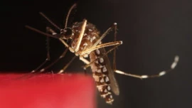 Việt Nam chưa ghi nhận ca bệnh Chikungunya trong cộng đồng