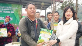 Hội Nông dân Lào Cai hỗ trợ nông dân Bắc Hà phát triển mận Tả Van