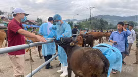 Bắc Hà triển khai khẩn cấp các biện pháp phòng, chống dịch lở mồm long móng trên đàn gia súc