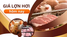 Giá lợn hơi ngày 11/7: Cả nước tiếp tục đi ngang, thị trường trầm lắng