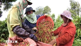 Giá cà phê đảo chiều tăng mạnh