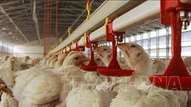 Dịch cúm gia cầm độc lực cao bùng phát ở Na Uy