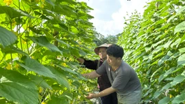 Nông dân xã Nghĩa Đô vào vụ thu hoạch dưa chuột theo mô hình liên kết