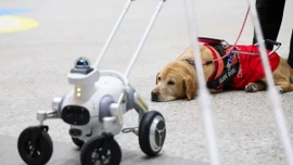 Dịch vụ chó dẫn đường thông minh đầu tiên trên thế giới ở Trung Quốc