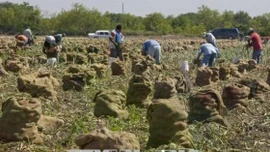 Mỹ tăng cường xúc tiến thương mại nông nghiệp với Việt Nam và một số nước