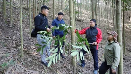 Bảo Hà: Khai thác giá trị cây quế để giảm nghèo bền vững