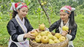  Nông dân Mường Hum thu 1,8 tỷ đồng từ lê Tai Nung