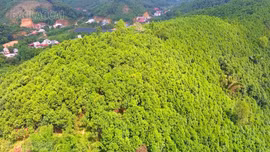 Lào Cai phấn đấu đến năm 2023, tổng giá trị ngành hàng dược liệu sau chế biến đạt trên 2.000 tỷ đồng