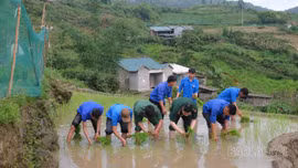 Bộ đội Biên phòng Trịnh Tường chung tay giúp dân cấy lúa