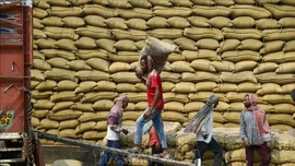 Thị trường gạo và ngũ cốc chịu áp lực từ chi phí vận tải tăng cao