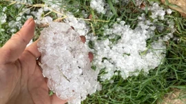 Mưa đá gây thiệt hại nhiều diện tích cây trồng tại Sơn La