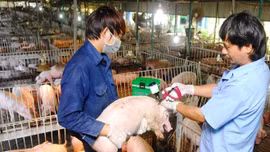 Việt Nam chủ động ngăn chặn, phòng chống khi dịch lở mồm long móng SAT1 lan rộng toàn cầu