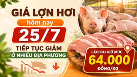 Giá lợn hơi hôm nay 25/7: Tiếp tục giảm ở nhiều địa phương, Lào Cai giữ mức 64.000 đồng/kg