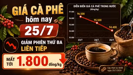 Giá cà phê hôm nay 25/7: Giảm phiên thứ ba liên tiếp, mất tới 1.800 đồng/kg