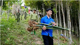 Bản Liền phát động Tết trồng cây Xuân Bính Ngọ