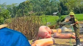 Xuất hiện dịch tả lợn châu Phi tại xã Mường Lai và Khánh Hòa