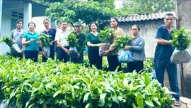Phường Lào Cai: Trao tặng 36.000 cây quế giống cho các hộ gia đình có hoàn cảnh khó khăn 