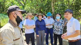 Cục Chăn nuôi và Thú y kiểm tra công tác phòng, chống dịch tả lợn châu Phi tại Lào Cai