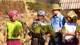 Lào Cai: Chủ động sản xuất và cung ứng nguồn giống chất lượng
