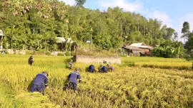 Lực lượng phòng cháy, chữa cháy Lào Cai chung sức giúp dân gặt lúa trong mùa diễn tập