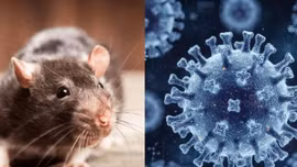 Biến chủng Andes của Hantavirus lây từ người sang người: Du khách Việt cần lưu ý những gì khi đi tàu biển?