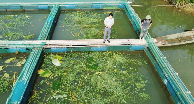 Các hộ dân tận dụng nguồn thức ăn tự nhiên để nuôi cá..jpg