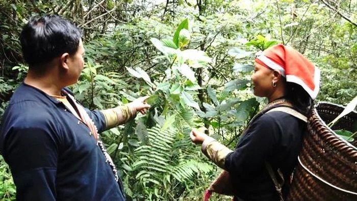 Đội bảo tồn nguồn cây dược liệu quý thường xuyên đi tuần tra bảo vệ nguồn cây thuốc quý trong rừng.