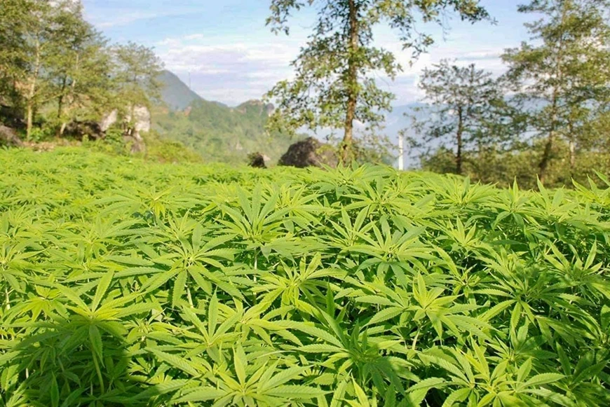 Thời gian trồng cây lanh khoảng tháng Giêng, thời gian thu hoạch lanh là 70 ngày.