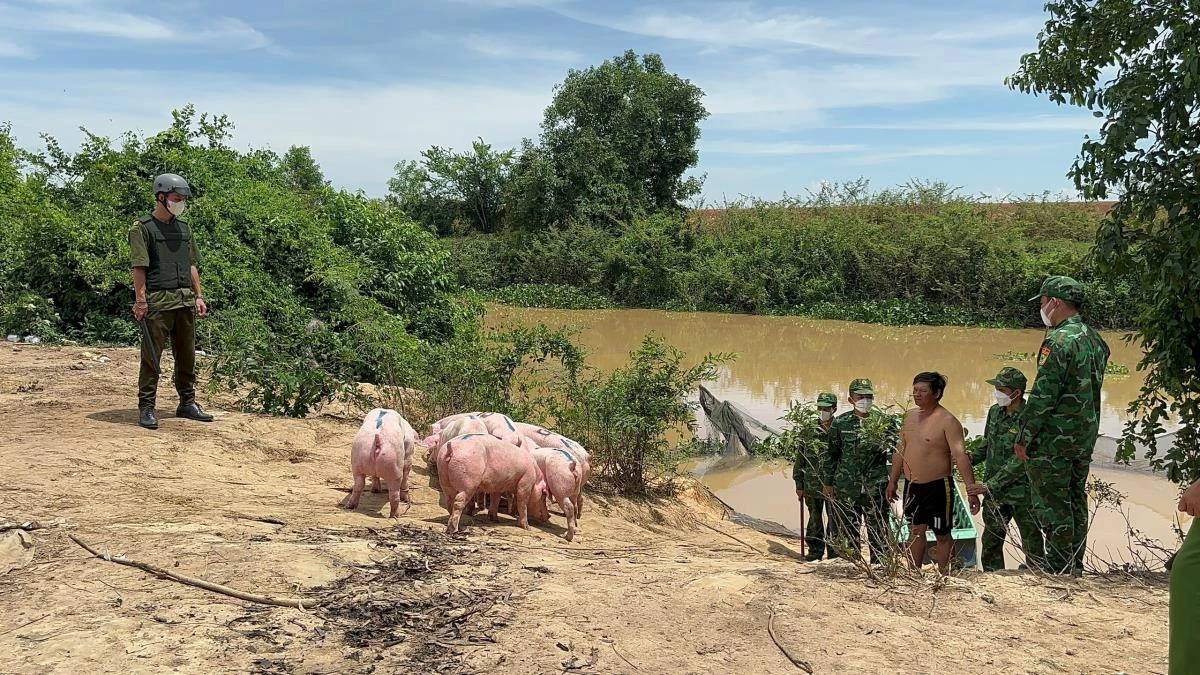 Qua tuần tra, kiểm soát, Đồn Biên phòng Sông Trăng, BĐBP Long An phối hợp với lực lượng Công an phát hiện, bắt giữ nhiều vụ nhập lậu lợn qua biên giới.