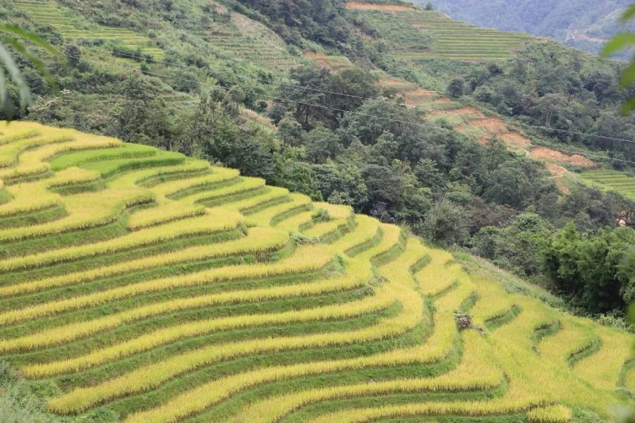 Mùa lúa chín ở Hồng Ngài.