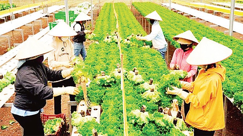 Huyện Ðức Trọng (Lâm Ðồng) ứng dụng công nghệ cao, thông minh trên một số loại cây trồng, vật nuôi đặc sản. Huyện Ðức Trọng (Lâm Ðồng) ứng dụng công nghệ cao, thông minh trên một số loại cây trồng, vật nuôi đặc sản.