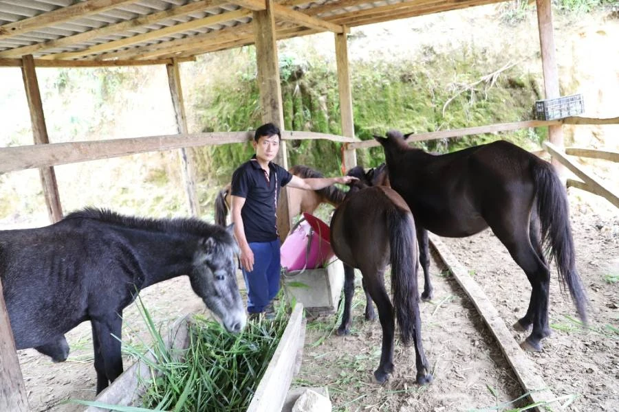 Anh Sáo nhân rộng mô hình nuôi ngựa.