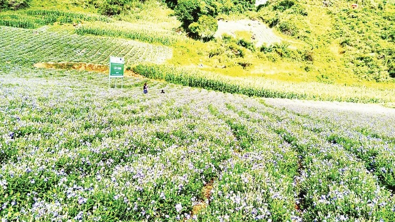 Ðồng bào Mông ở xã Tả Van Chư, huyện Bắc Hà, tỉnh Lào Cai, trồng cây dược liệu cát cánh để giảm nghèo bền vững.