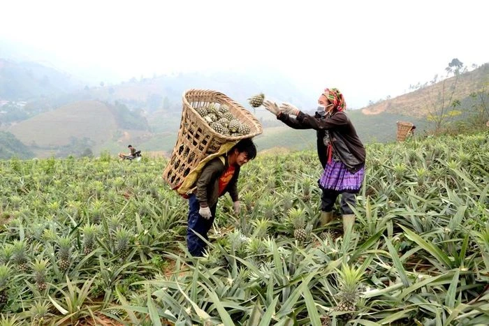 Thực hiện mô hình kết nghĩa hai bên biên giới, người dân Bản Lầu phát triển kinh tế hiệu quả từ cây dứa.