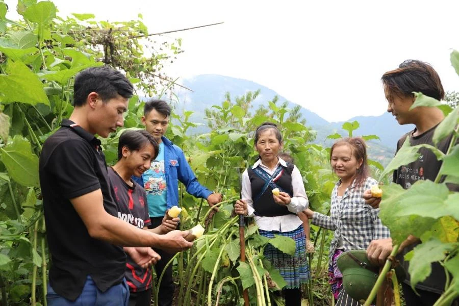 Nhân rộng diện tích trồng cây Hoàng Sin Cô.